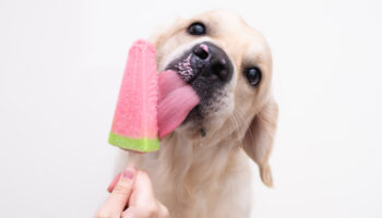 Pets e calor: dicas para proteger cães e gatos do clima quente e seco 1